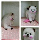 몽이스토리