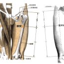 비관혈ST31 비관(髀關 2개 혈) : 股關節 疾患에 利用한다. 이미지