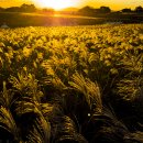 하늘공원 이미지