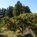 갈치농장 이미지