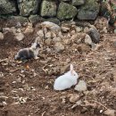 장전리마을회관 | 애월읍 왕벚꽃축제 오늘 방문 후기_체험 프로그램 주차 볼거리,날씨는 추웠지만 열기는 후끈