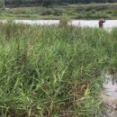 꽃여울강변 이미지