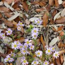 가맛골