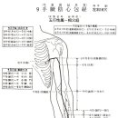 [手厥陰心包經][수궐음심포경] 이미지