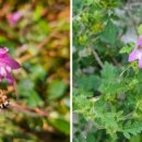 명월3리 이미지