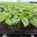 여주-0913 이미지