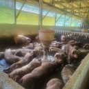 신기축사 이미지