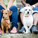 강아지 친구 이미지