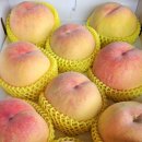 대풍원예 이미지