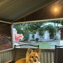 글램독가평 이미지