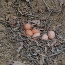 판수농장 이미지