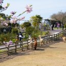 발산목장 | 5월 제주도 아이와 가볼만한곳 어른이도 즐거운 도치돌알파카목장 여행 후기