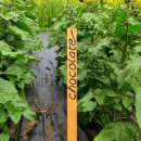 해바라기농장 이미지