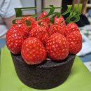 파리바게뜨 각화점 | 투썸 두초생 vs 파바 두쫀팝? “이것” 모르면 지갑만 털린다