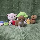 토이파티 | 광주산정동강아지분양 삼거동고양이분양 파티토이푸들 애견분양 샵!