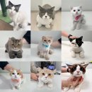 고양이이발관 송도점 | 인천 고양이 미용 고양이이발관 무마취 후기