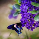 연화일휘 이미지