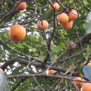 한옥솔솔 이미지