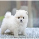 충무로애견 이미지