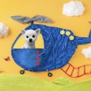 댕댕월드&퍼피 이미지