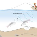 민어 낚시 요령(퍼옴) 이미지