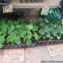 평화종묘사 이미지