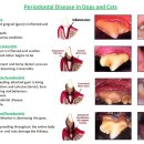 다솜동물병원 이미지