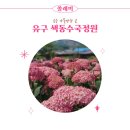유구 색동수국정원 축제 마지막날에 다녀온 후기