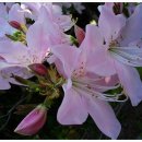 연분홍민박 이미지