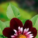 사랑의 대화 이미지