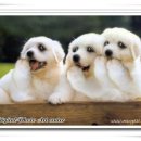 강아지의 하루 이미지