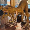 경북대학교자연사박물관 | [대구 여행] 아이랑 실내 나들이 가기 좋은 경북대학교 자연사박물관 후기