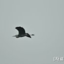 위멍애섬