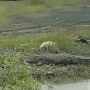 하룻 강아지 이미지