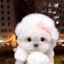 톰퍼피 강아지 분양 이미지