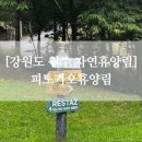 강원도 원주 피노키오 자연휴양림 휴양관 별관 후기 가족여행 숙소 추천, 피노키오숲
