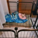 리봄동물의료센터 이미지