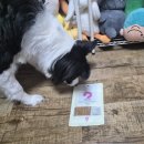 제리쿡 | 강아지 수제간식 추천 | 제리쿡 마약스틱 직접 급여해본 후기