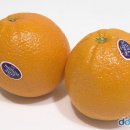 맛있는 오렌지 고르는법 (숫자,색깔로 고르는건 잘못된 상식이래) 이미지