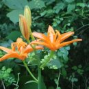 선운산농협 공음지점 이미지