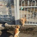 동네강아지 이미지