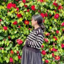 서광리-1 | 제주 유채꽃 명소 &amp; 서귀포 숨은 벚꽃 명소 ( 산방산 유채꽃 / 소색채본 / 서광리 벚꽃길 )