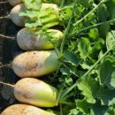 황소와농부 이미지