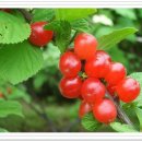 앵두나무우물가에 이미지