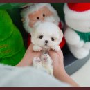 보람애견 이미지