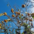 소박한 민박 이미지