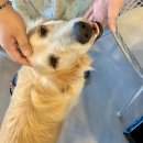 알로하오에 이미지