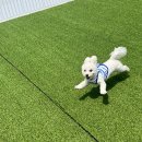 뽀숑 이미지