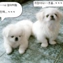 댕기랑
