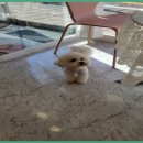 이쁘개몽 이미지